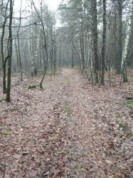 Nieruchomość gruntowa nr 1143 o pow. 0,2741 ha, stanowiące grunty leśne położona w Krasówce, pow. włodawski.