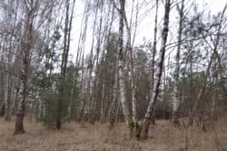 Grunty orne, o pow. łącznej 13,4779 ha, położonej w miejscowości: Żeńsko, KW Nr [numer KW w planie Pro].