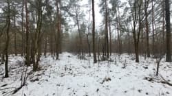 Nieruchomość niezabudowana o charakterze leśnym