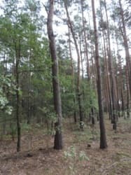 Działka leśna niezabudowana