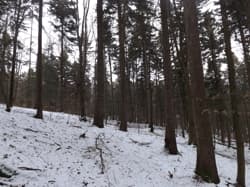 niewydzielny udział 27216360/1222348800 w lesie o całkowitej pow. 47,3306 ha