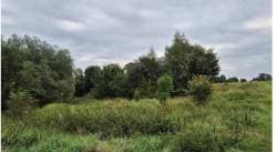 nieruchomość gruntowa niezabudowana w Pączewie Gmina Skórcz, nr działki 63