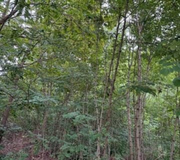 Syndyk sprzeda udział 1/2 w nieruchomości niezabudowanej — miniatura 2