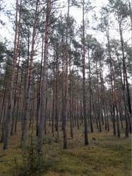 nieruchomość gruntowa