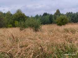 1/3 udziału w prawie własności nieruchomości gruntowej o pow. 0,1776 HA, działka nr 2623/2 - licytacja przeprowadzana w celu zniesienia współwłasności
