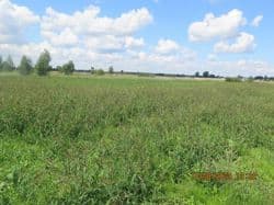 Działka rolna o numerze 160/1, 0,42 ha Bąków gm. Rusinów