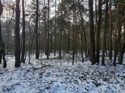 nieruchomość gruntowa niezabudowana (działka ozn. nr 709)