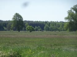 nieruchomość gruntowa (działka ozn. nr 1126)