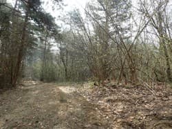 działka 448 o pow. 1,02 ha położona w Berezce gmina Solina